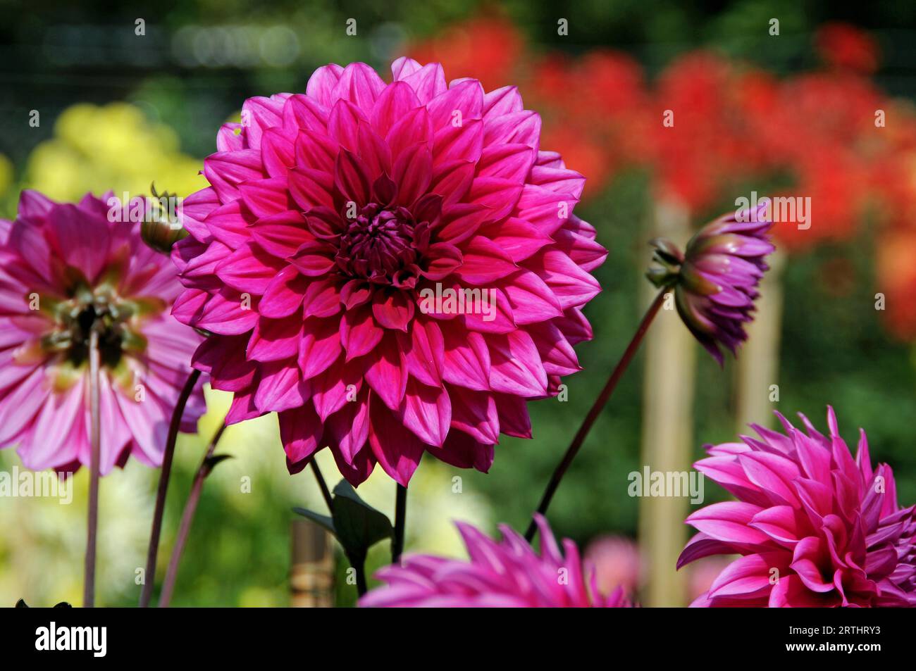 Dahlien im Sommer Stockfoto