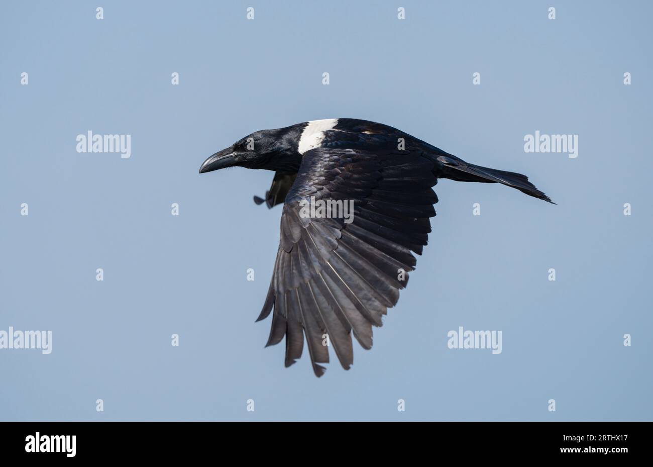 Pied Crow, Kotu Creek, Gambia Stockfoto