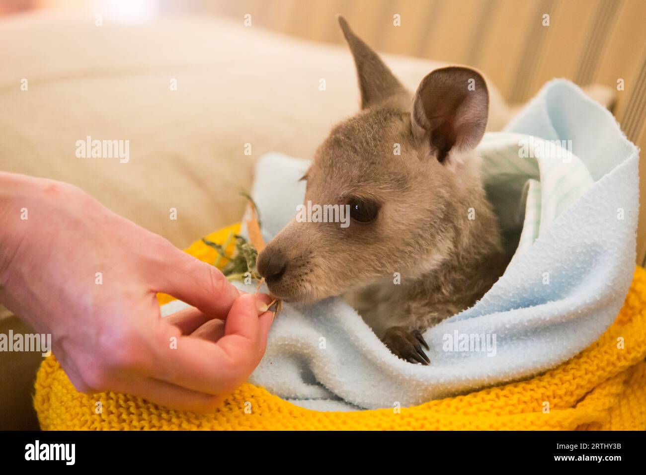 Ein ververletztes Känguru nach der Rettung in Victoria, Australien Stockfoto