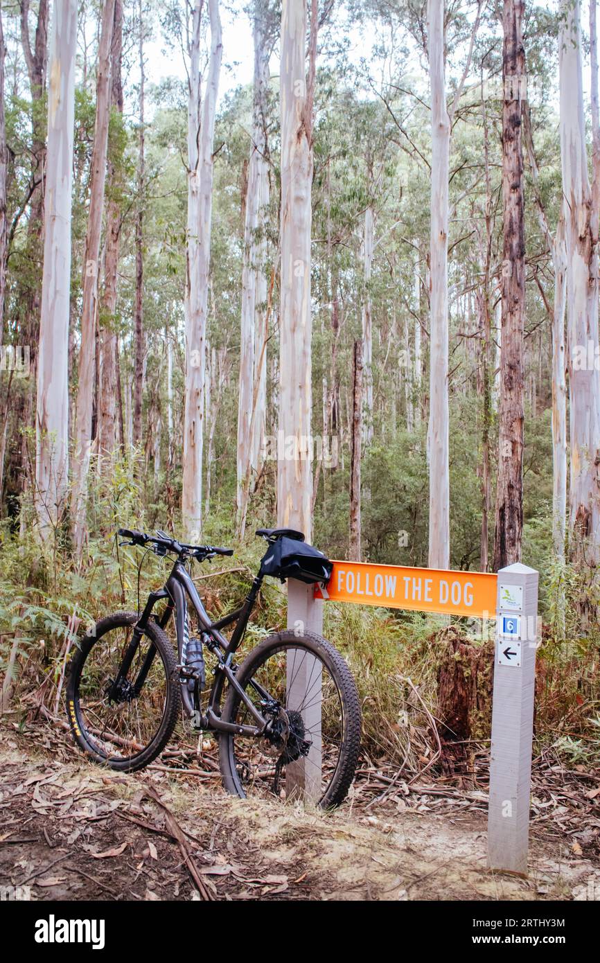 Der beliebte Forrest Mountain Bike Park im Great Otway National Park in Victoria, Australien Stockfoto