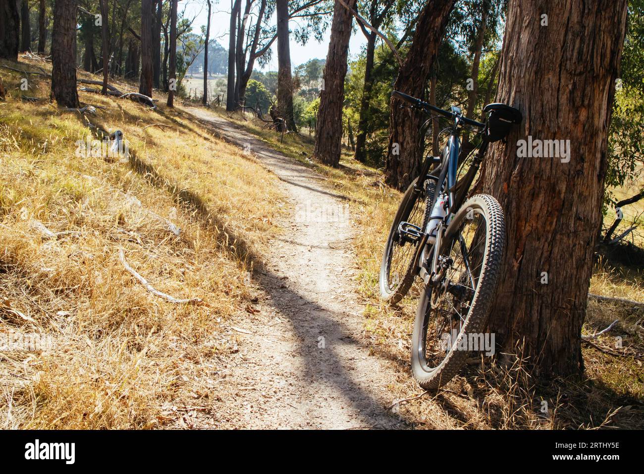 Die beliebten Smiths Gully Trails in der Nähe von Melbourne in Victoria, Australien Stockfoto