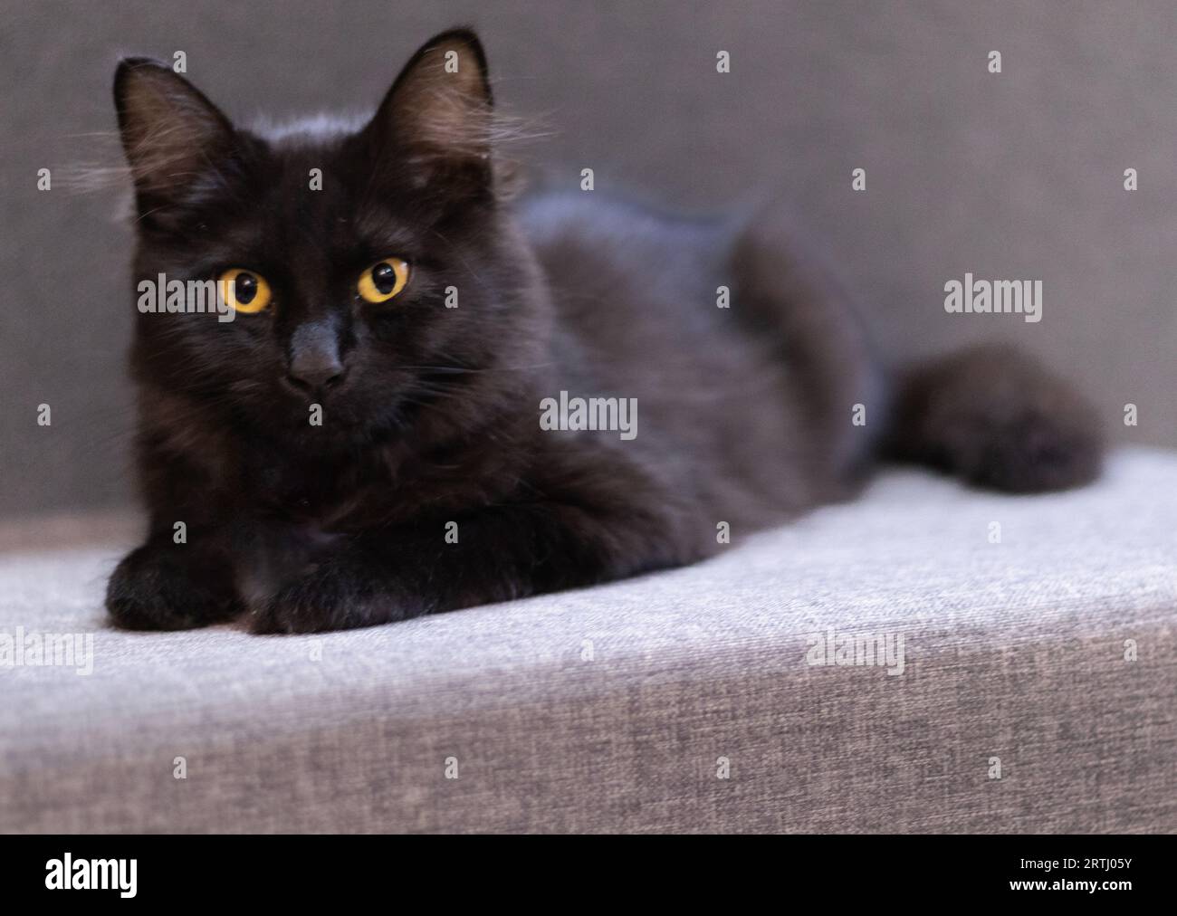 Entspannte schwarze Katze mit eindringendem und direktem Blick Stockfoto