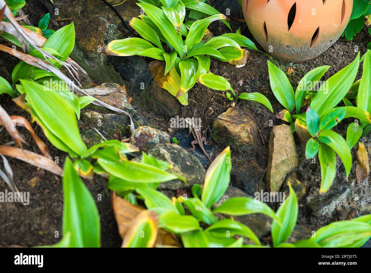 Graue Eidechse. Schönes Tier im natürlichen Lebensraum. Eidechse aus dem Wald Stockfoto