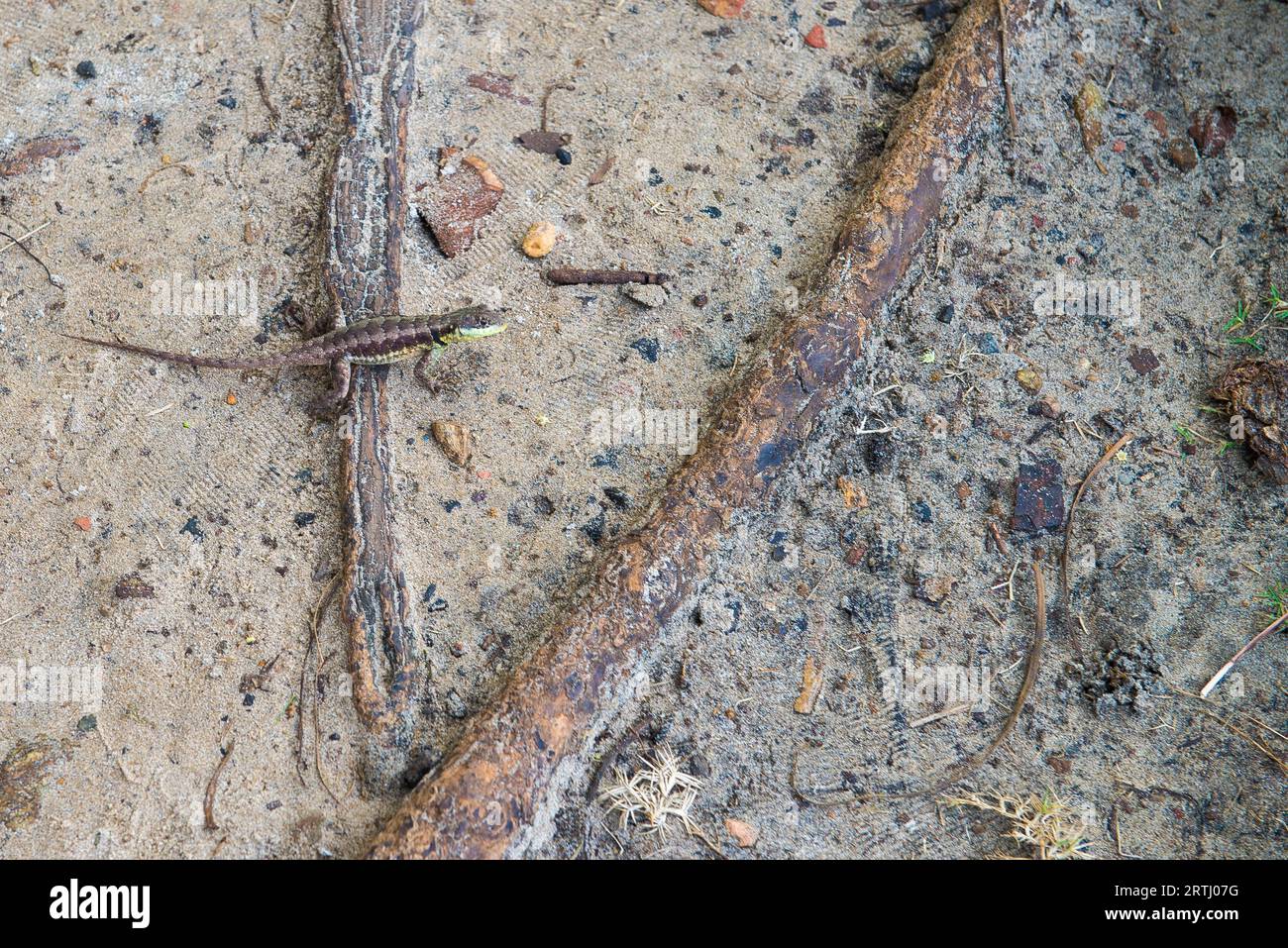 Graue Eidechse. Schönes Tier im natürlichen Lebensraum. Eidechse aus dem Wald Stockfoto