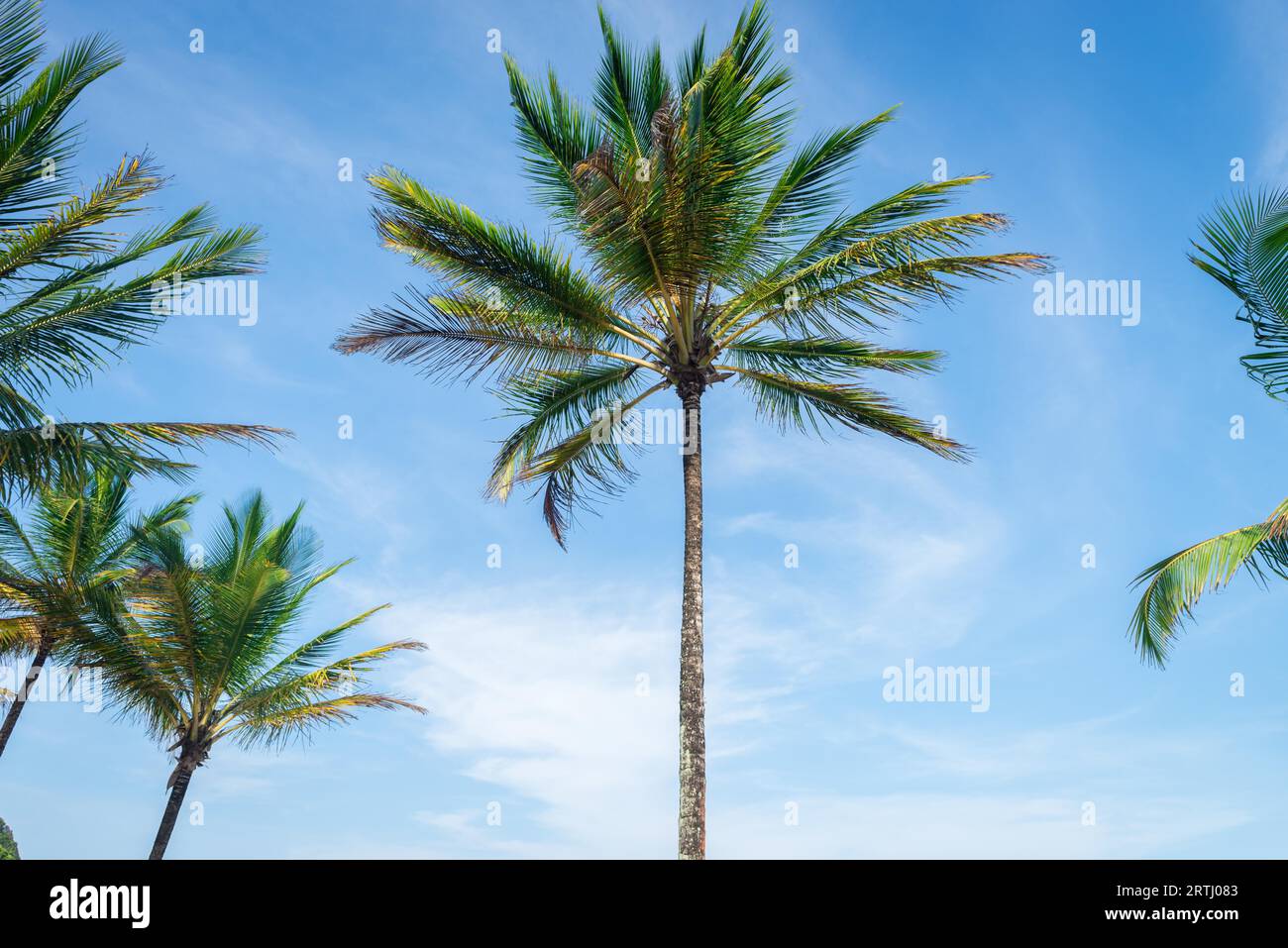 Kokospalme Baum perspektivische Ansicht vom Erdgeschoss bis hoch oben Stockfoto