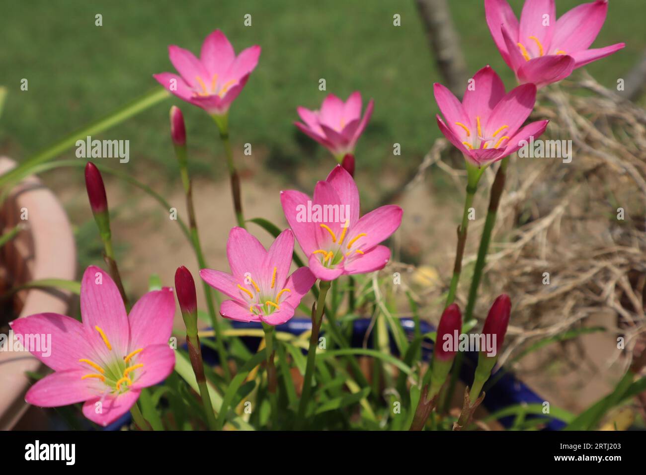 Frische, leuchtend rosa Regenlilien wachsen in einer Pflanzgefäße in vielen Blüten und Knospen Stockfoto