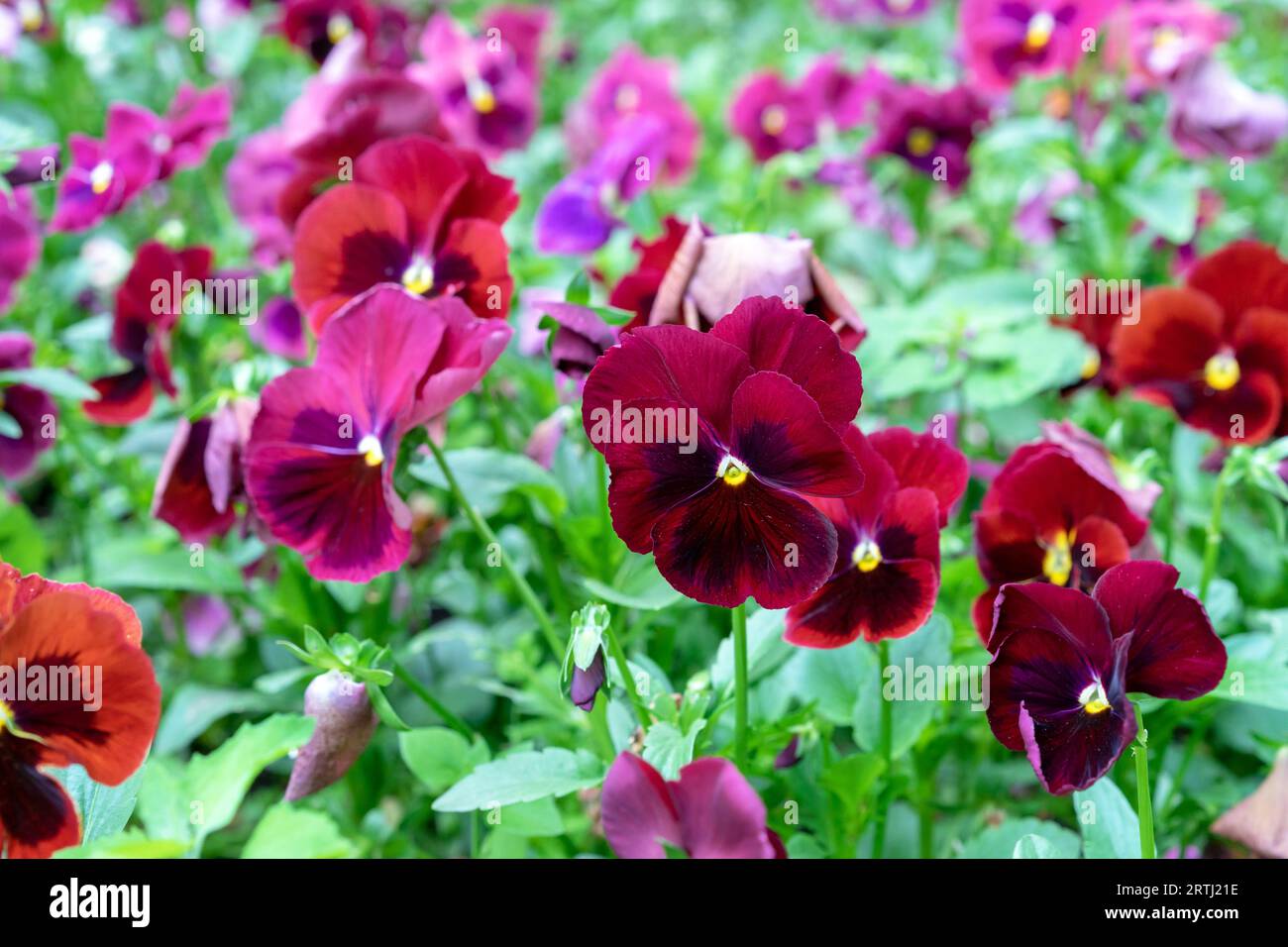 Schöne rote Viola Blumen lateinischer Name - Viola wittrockiana in der violetten Familie Violaceae. Stockfoto