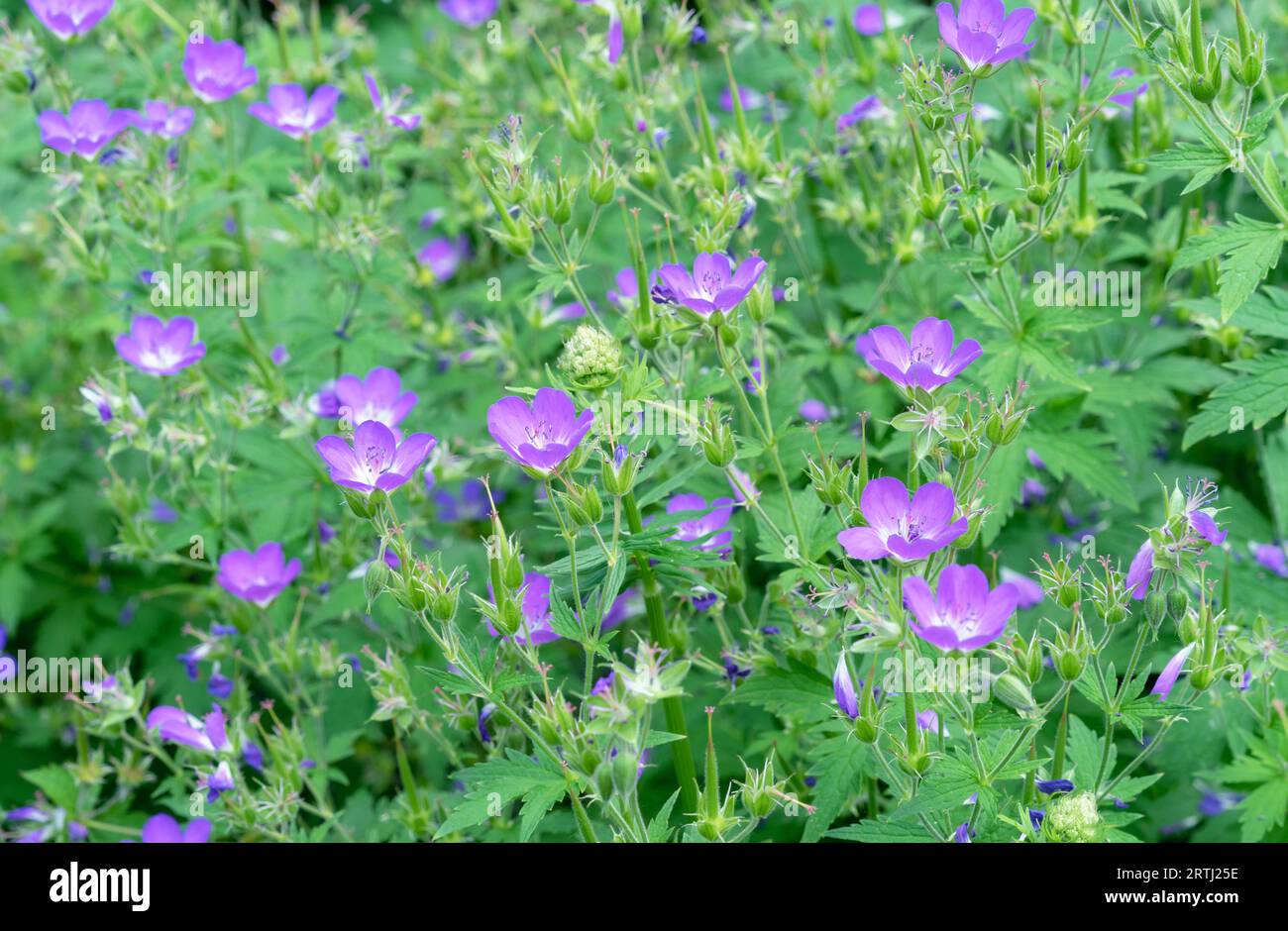 buntblättriges pfahlrohr 'variegata' Jetzt Buntblättriges Pfahlrohr 'Variegata' online kaufen bei Bohlken  Pflanzenversand – Bohlken Pflanzenversand GbR