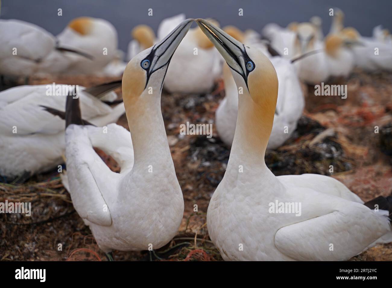 Gannet paart sich auf der Insel Helgoland. Der Gannet, ein Gänsevogel, ist die nördlichste Brutart in der Gannet-Familie. Das Gannet Stockfoto