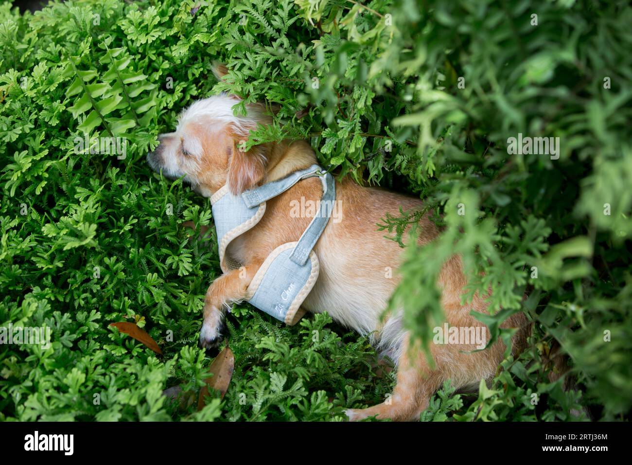 Nahaufnahme chihuahua Welpenhund im Garten. Stockfoto