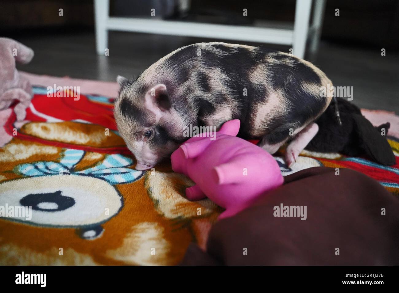 Rattenbaby in der Handaufzucht in Deutschland Stockfoto