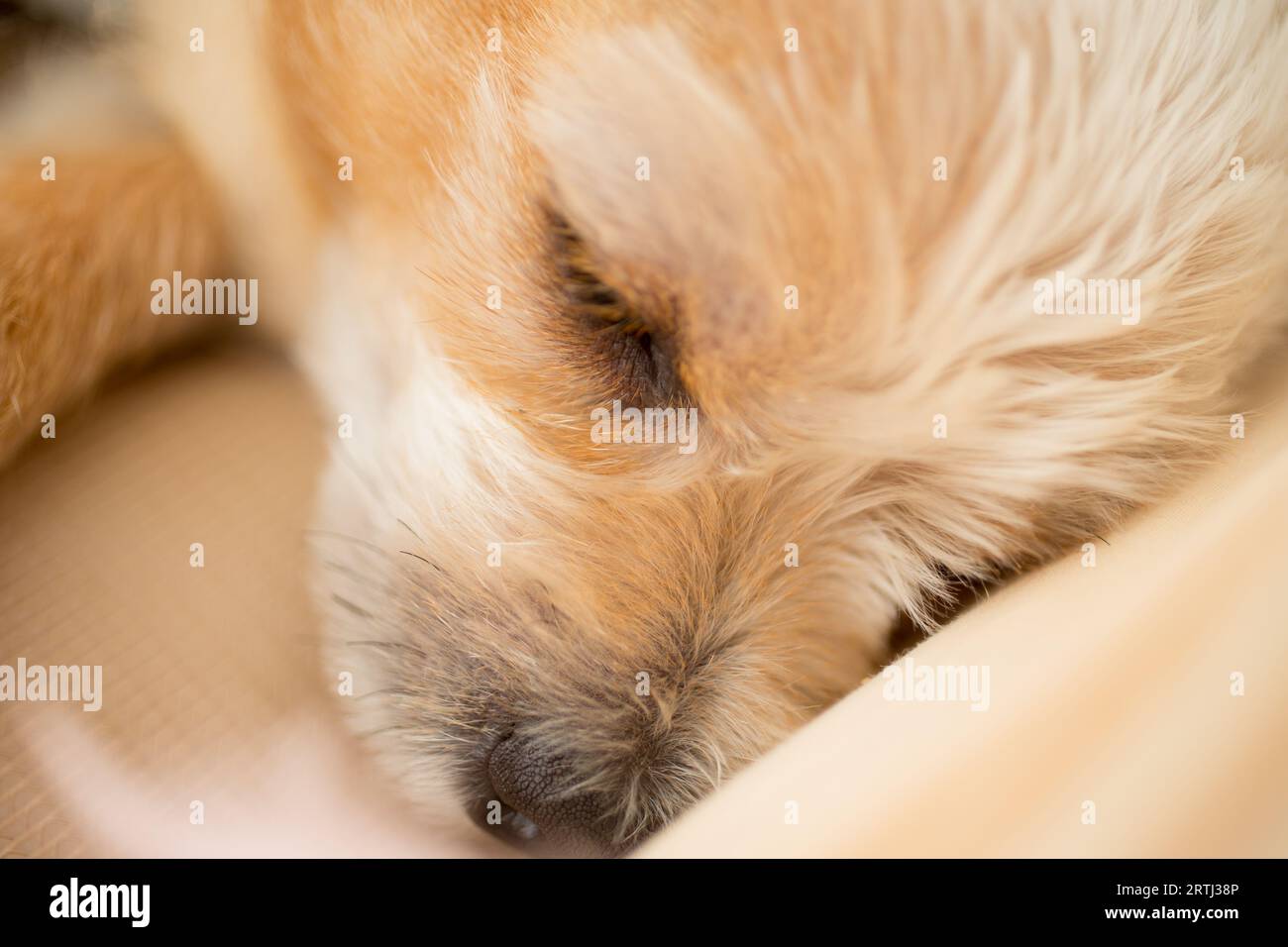 Nahaufnahme chihuahua Welpen Hund schlafen im Schlafzimmer. Stockfoto