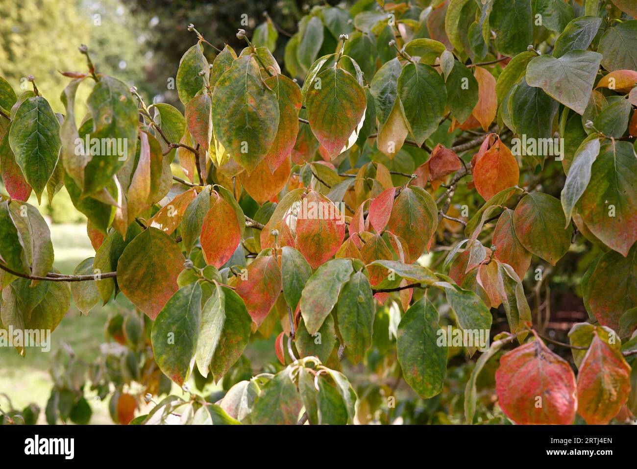 Nahaufnahme der grünen, orangen, roten und violetten Blätter, die sich im Spätsommer und Herbst färben. Stockfoto