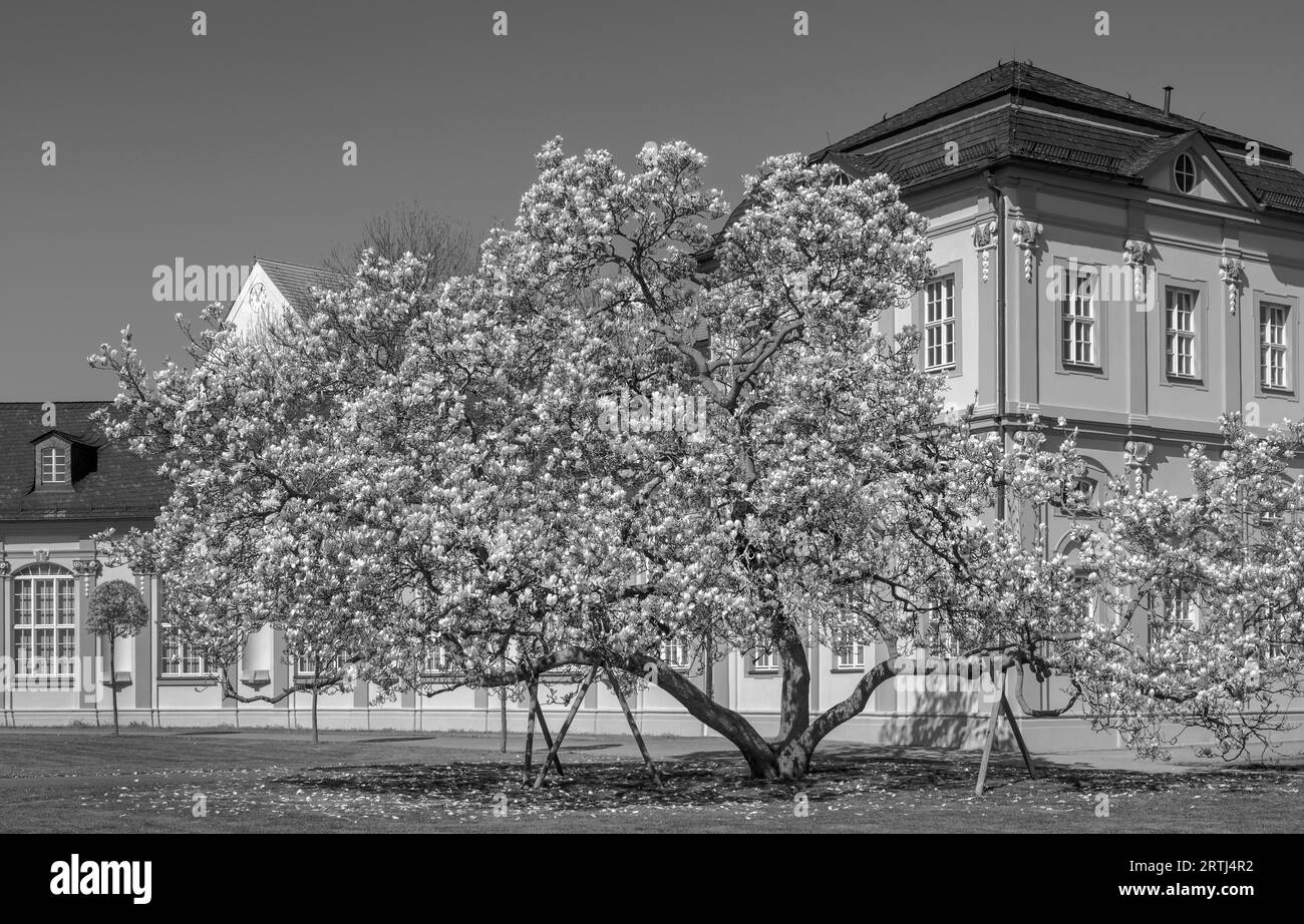 Magnolienblüte im Park Stockfoto