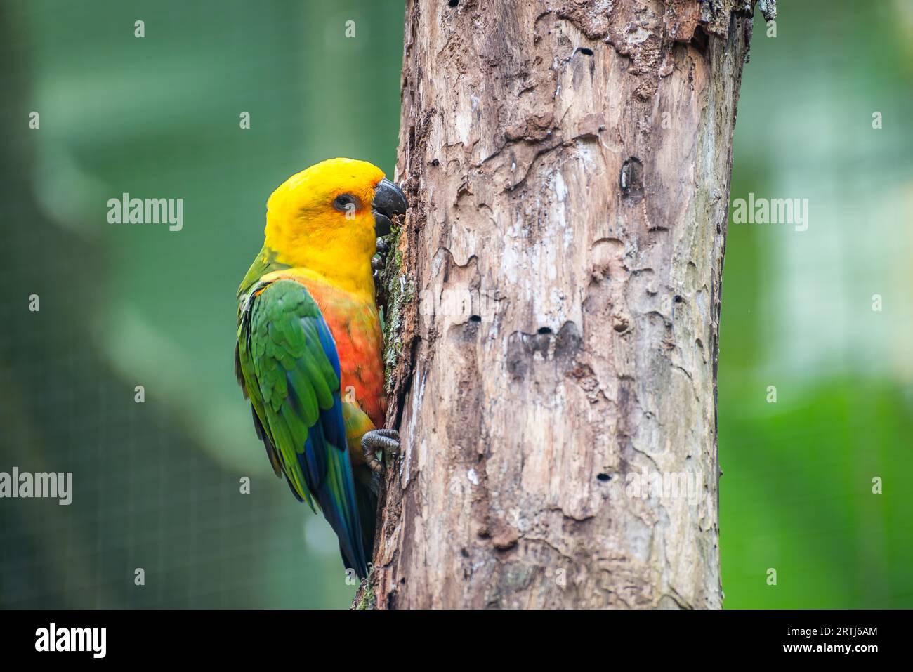 Foz do Iguacu, Brasilien, 9. juli 2016: Goldkegel (Guaruba guarouba) Papagei im Parque das Aves in Iguazu, wunderschöne Natur Brasiliens Stockfoto