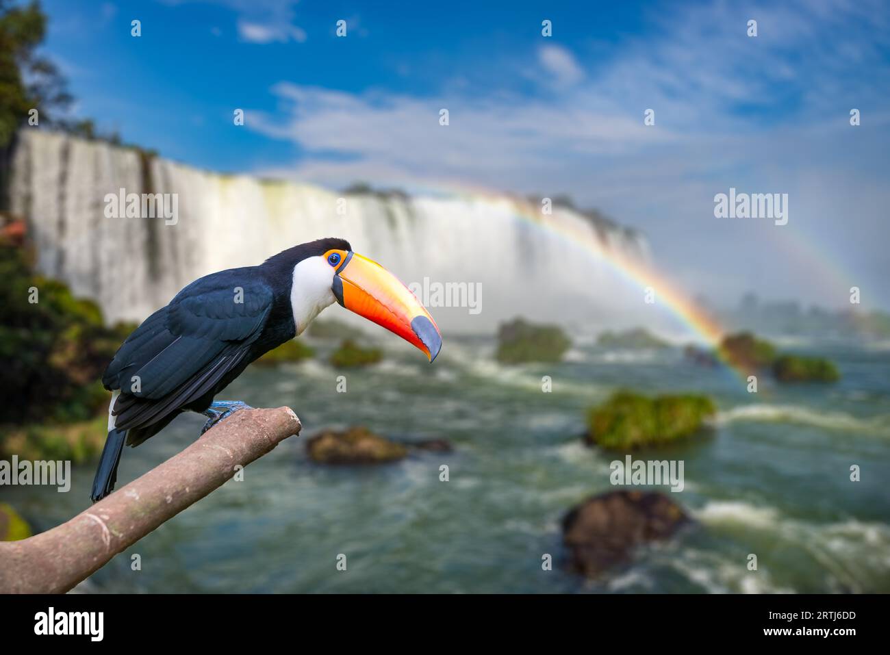 Tukan am majestätischen Cataratas Iguasu Wasserfälle, eines der Weltwunder in Foz do Iguacu, Brasilien Stockfoto
