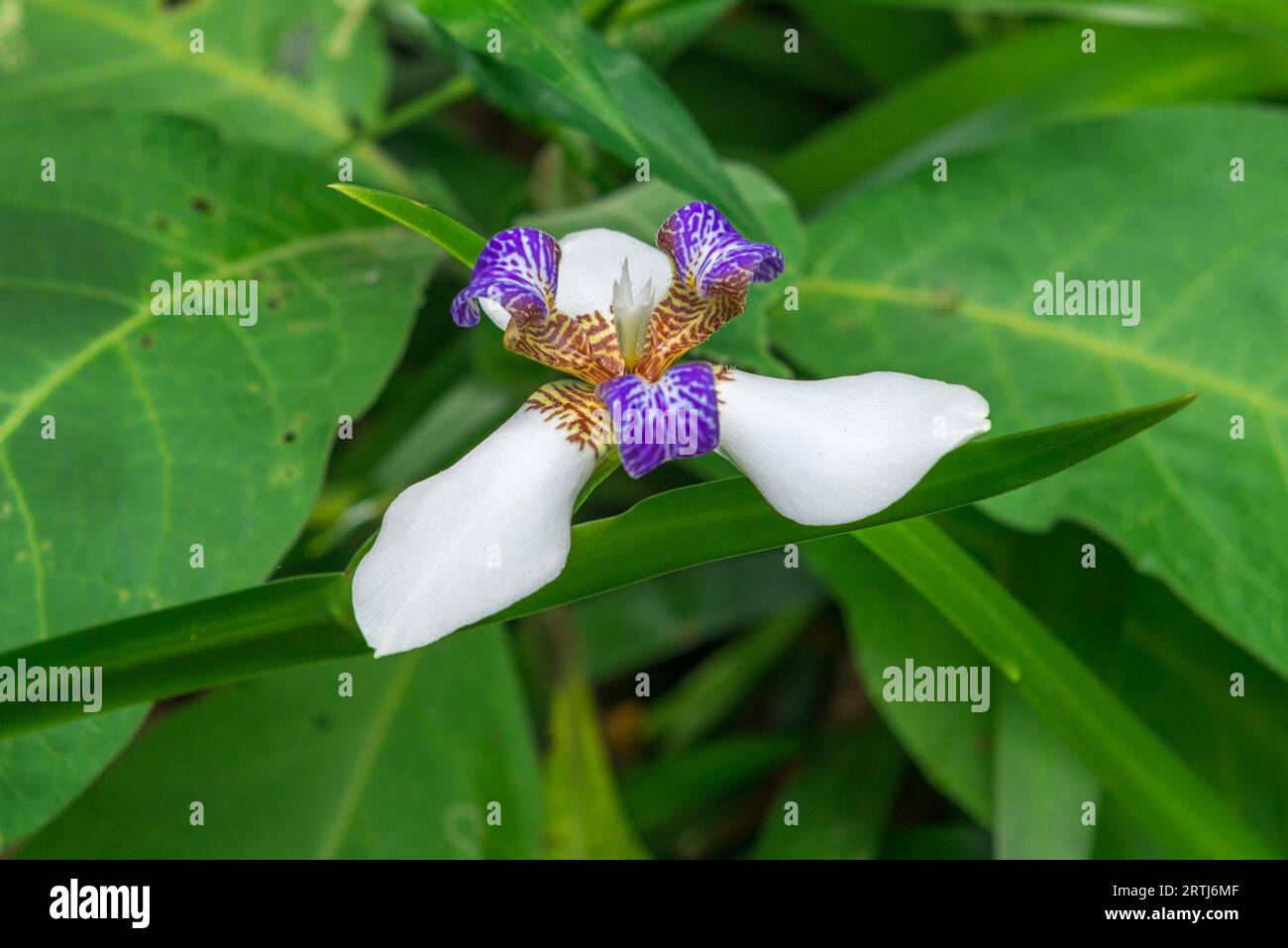 Schöne single Violet und weiße Orchidee Blumen im Garten Natur Stockfoto