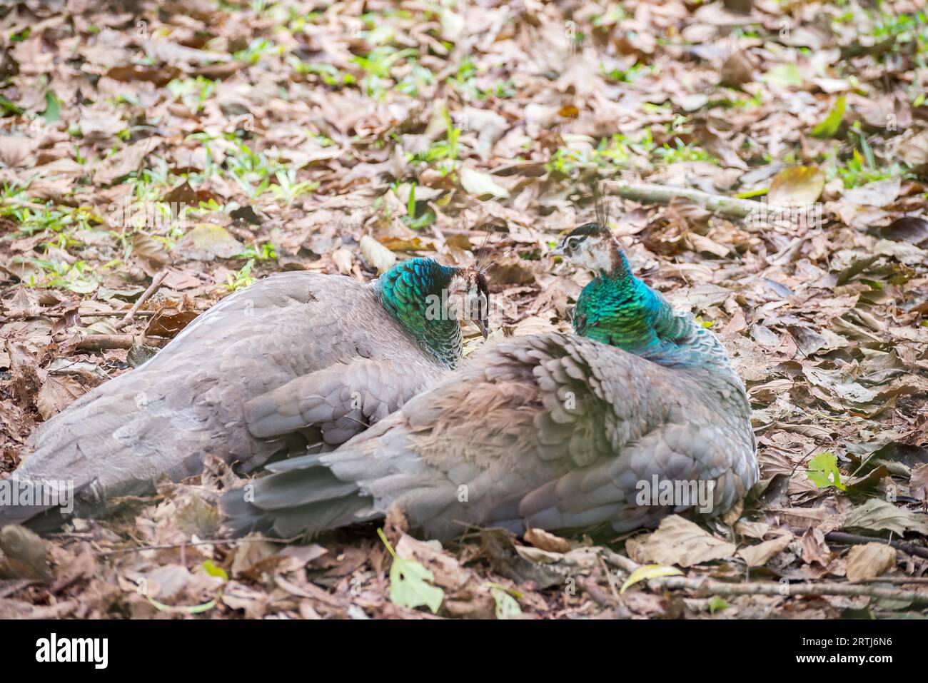 Grauer gekrönter Kranichvogel, der in Brasilien posiert, mit grünem Wald als Hintergrund Stockfoto