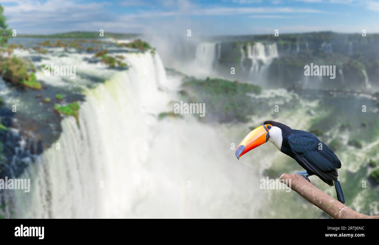 Tukan am majestätischen Cataratas Iguasu Wasserfälle, eines der Weltwunder in Foz do Iguacu, Brasilien Stockfoto