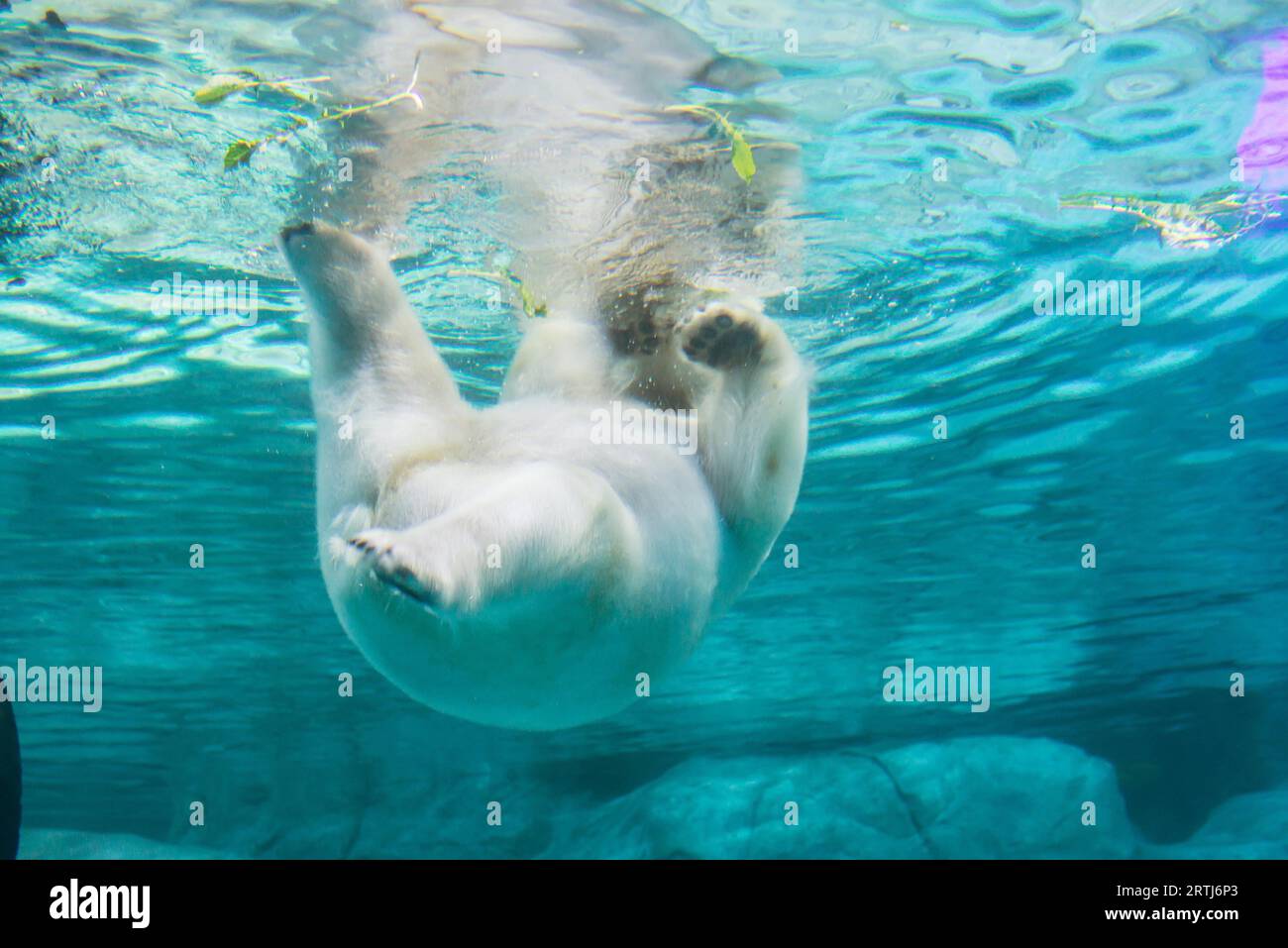 Sao Paulo, Brasilien, 16. januar 2016: Polarbär (auch bekannt als Thalarctos maritimus oder Ursus maritimus) schwimmt unter Wasser Stockfoto