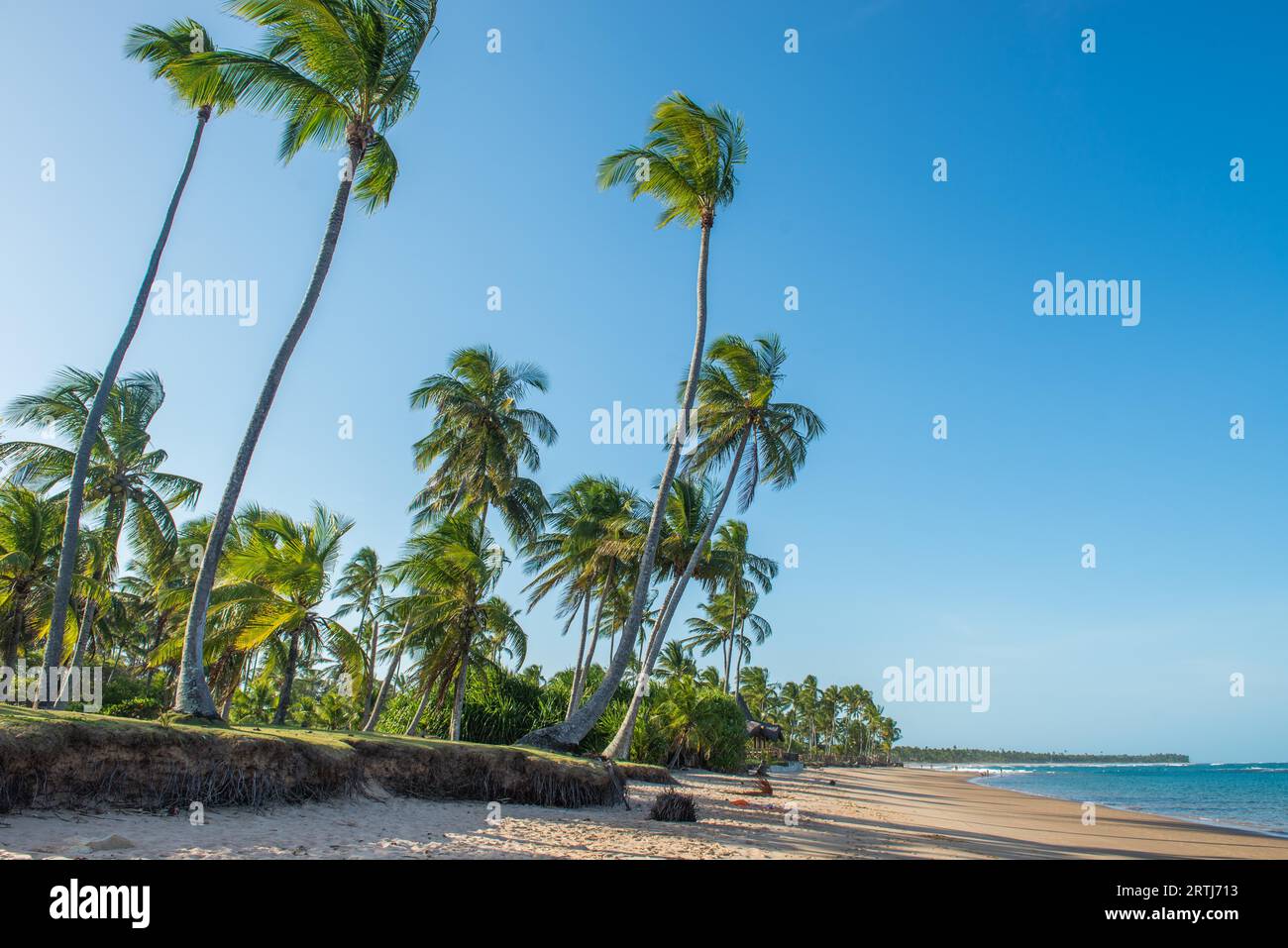 Barra Grande, Brasilien, 8. Dezember 2016: Spektakulärer und beeindruckender Paradiesstrand am Itacare Bahia-Bundesstaat Brasilien im Nordosten Stockfoto