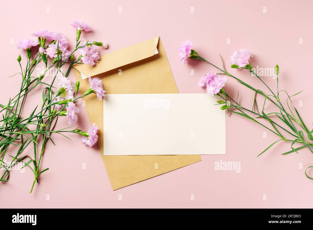 Leere Grußkarte und schöne Nelkenblumen auf dem rosa Hintergrund. Stockfoto