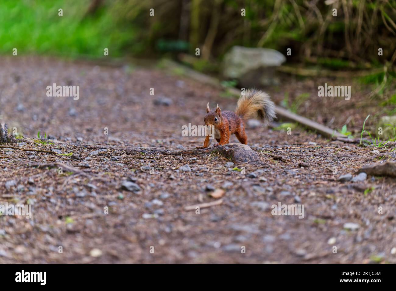 Rotes Eichhörnchen auf dem Boden bereit zum Laufen Stockfoto