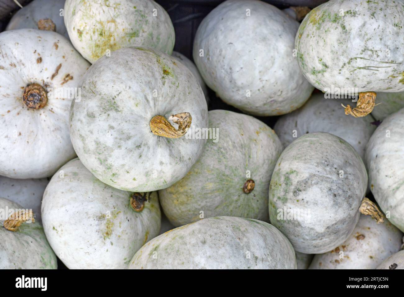 Draufsicht auf weiße japanische Hokkaido-Kabocha-Squashes Stockfoto