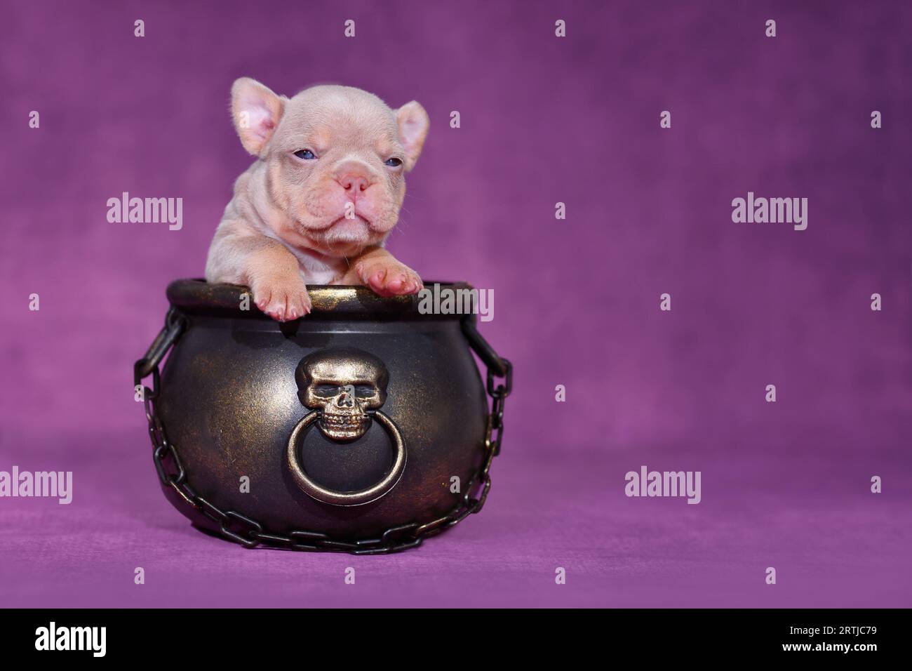 New Shade Isabella Orange Tan französischer Bulldoggen-Welpe im Hexenkessel für Halloween auf violettem Hintergrund Stockfoto