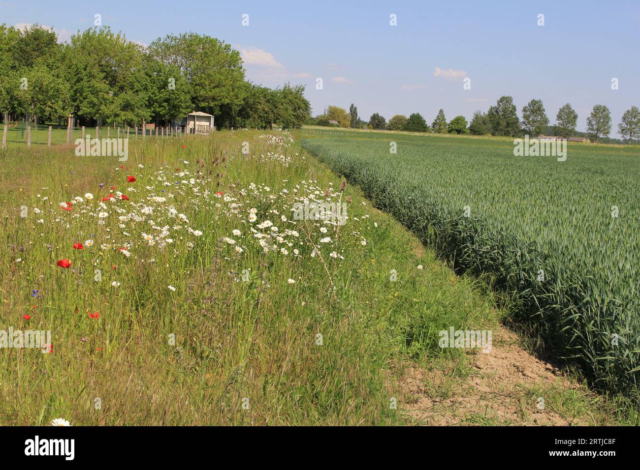 Eine ländliche Landschaft mit einem Feldrand mit Margueriten und Mohnblumen und anderen Wildblumen neben einem Weizenfeld auf dem Land im Frühling Stockfoto