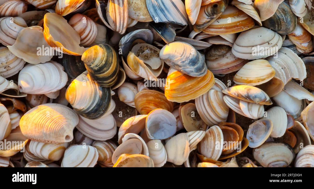 Sammlung von farbigen Muscheln am Strand Stockfoto