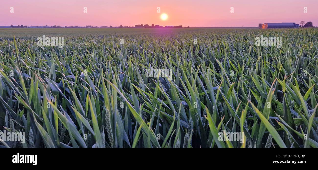 Panoramablick auf einen Sonnenuntergang über weiten Weizenfeldern Stockfoto
