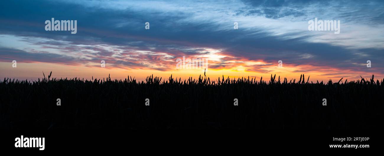 Panorama eines farbenfrohen Sonnenuntergangs über der Silhouette eines Maisfeldes. Stockfoto