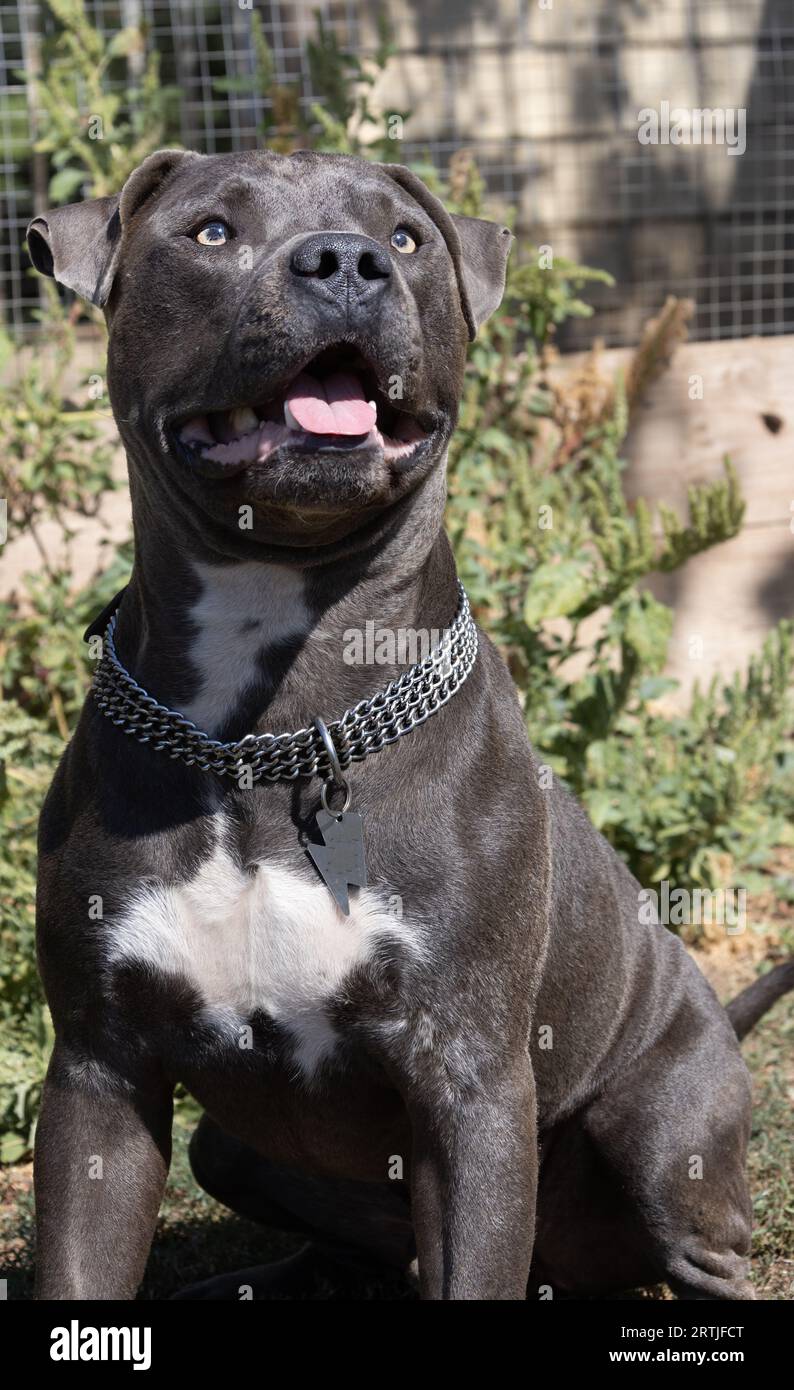 Staffordshire Bullterrier - Rasseportrait | DAS