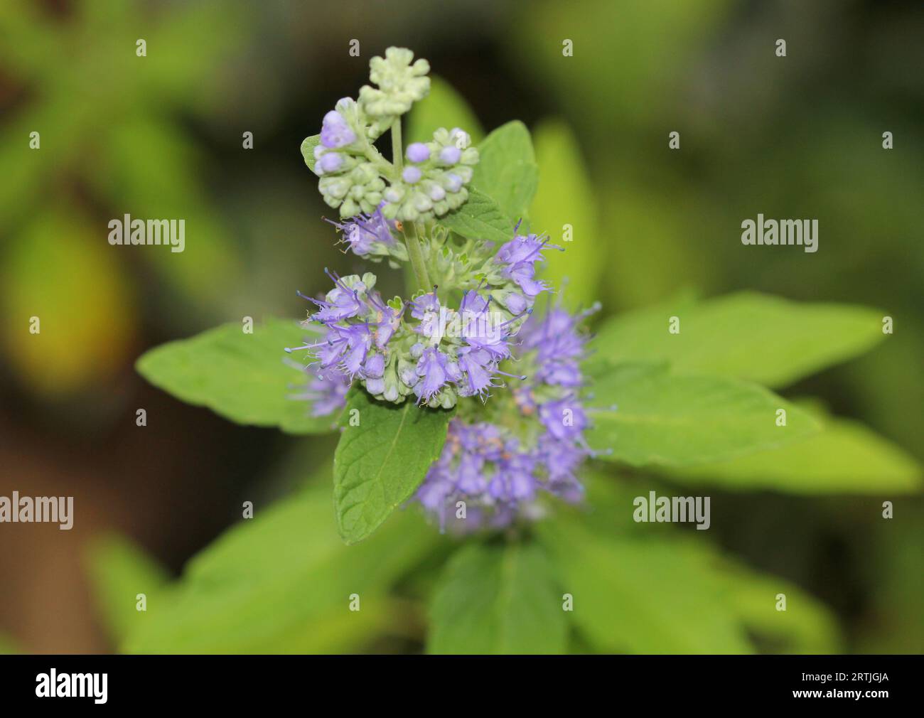 Blaue Blüten von Caryopteris Stockfoto