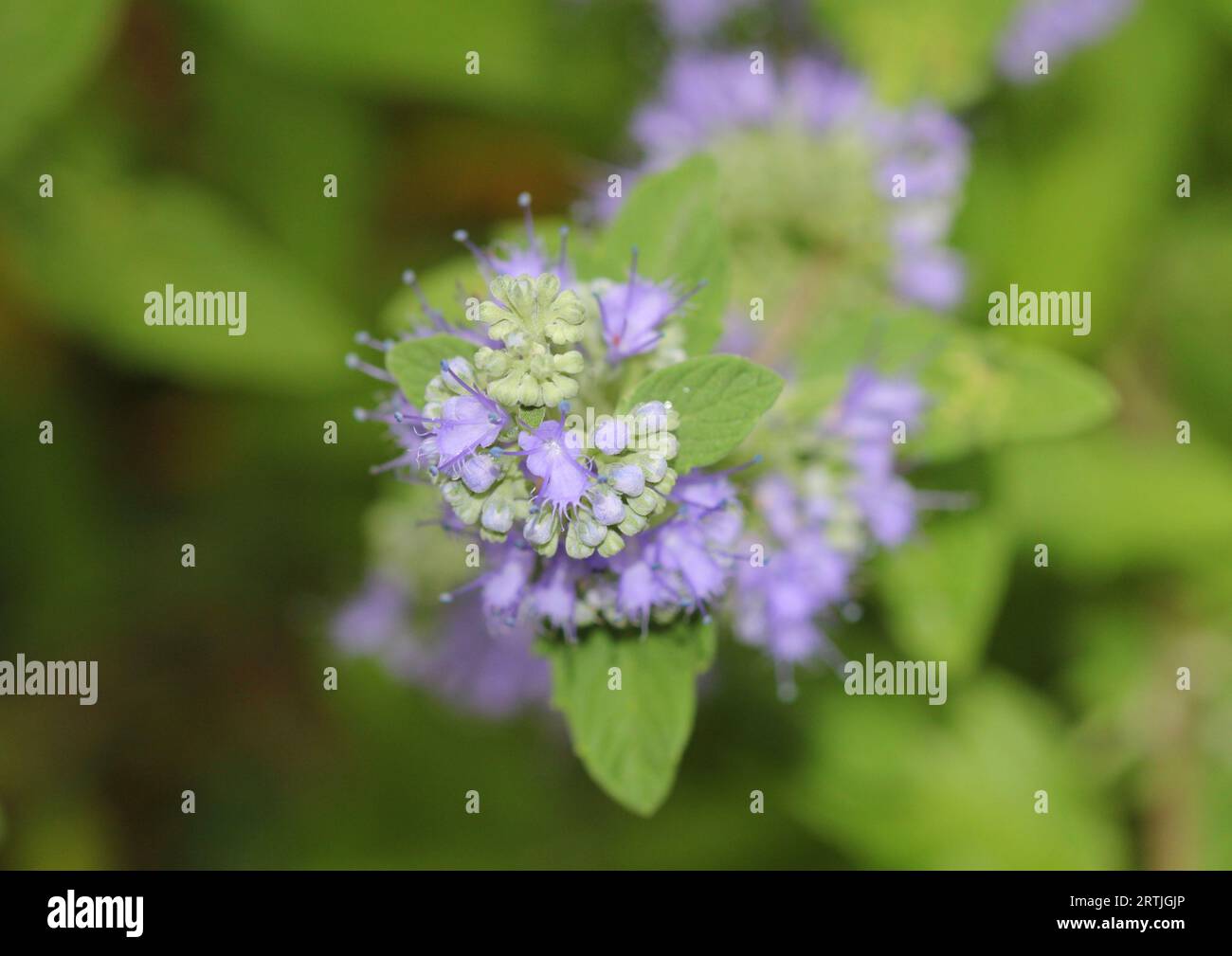 Blaue Blüten von Caryopteris Stockfoto