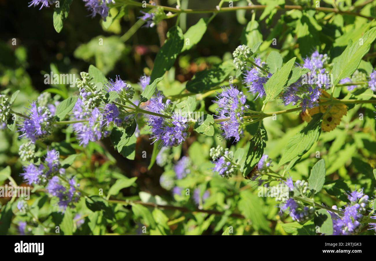 Blaue Blüten von Caryopteris Stockfoto