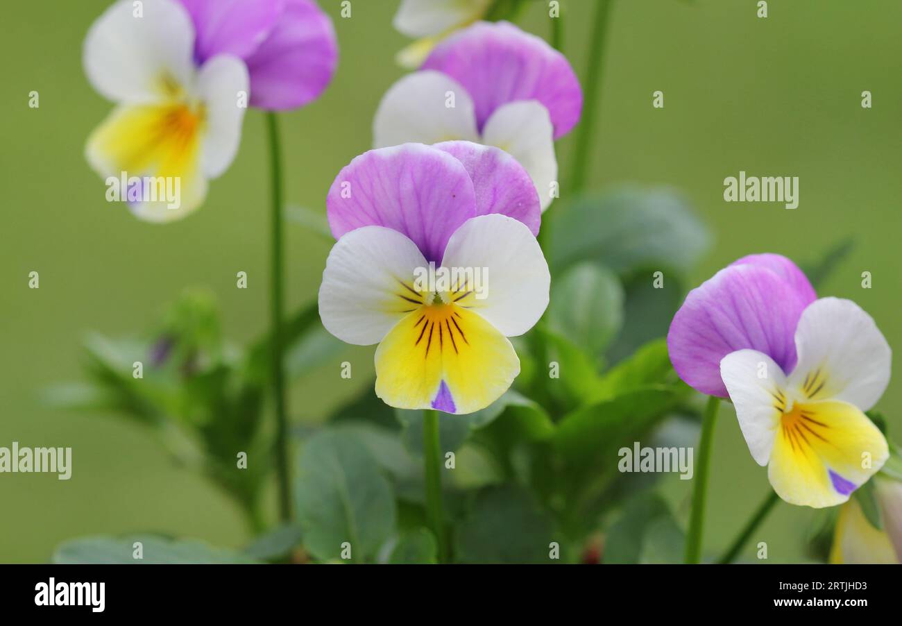Violette, weiße und gelbe Viola-Blüten Stockfoto