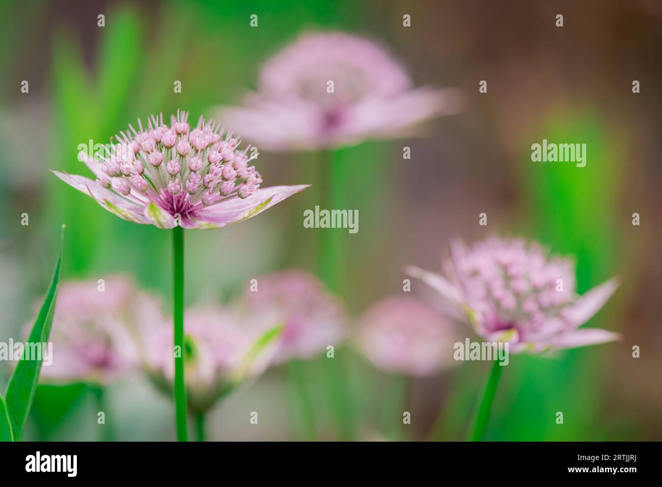 Nahaufnahme der Blumen im Herbstgarten Stockfoto