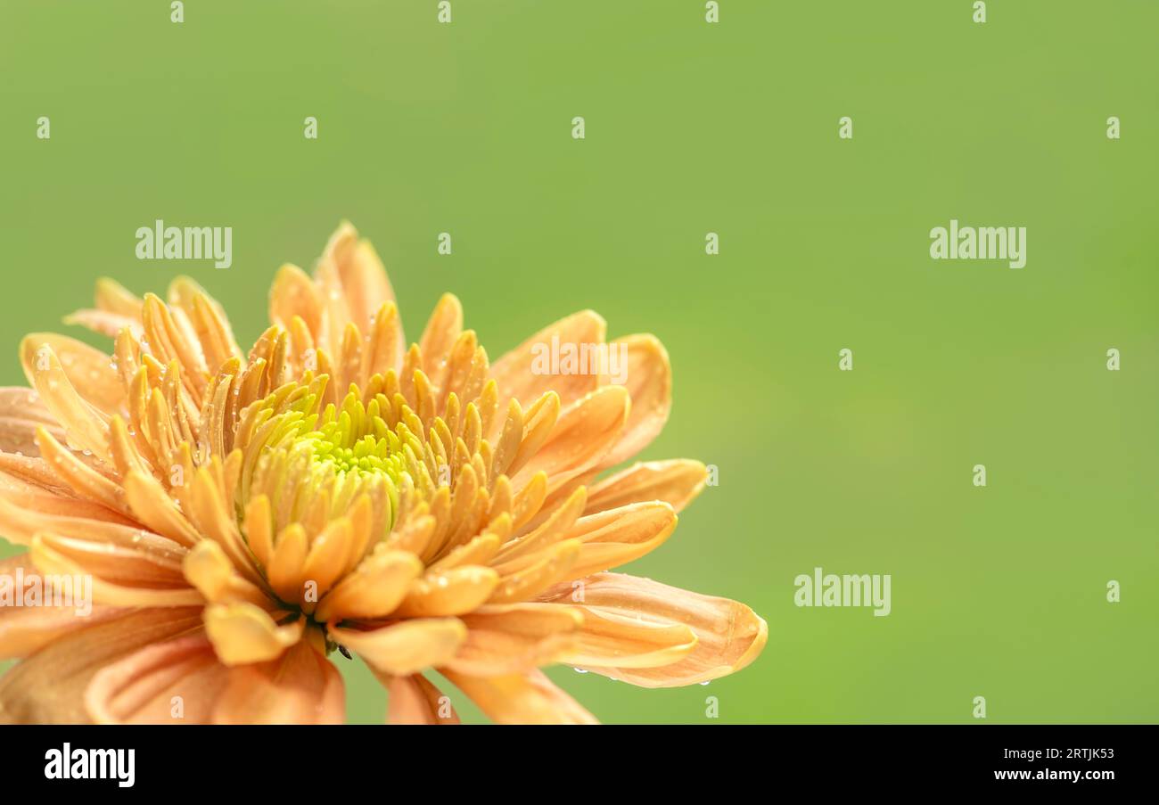 Orangefarbene Chrysanthemenblume in der Ecke mit sanftem grünem Hintergrund, Platz für Text Stockfoto