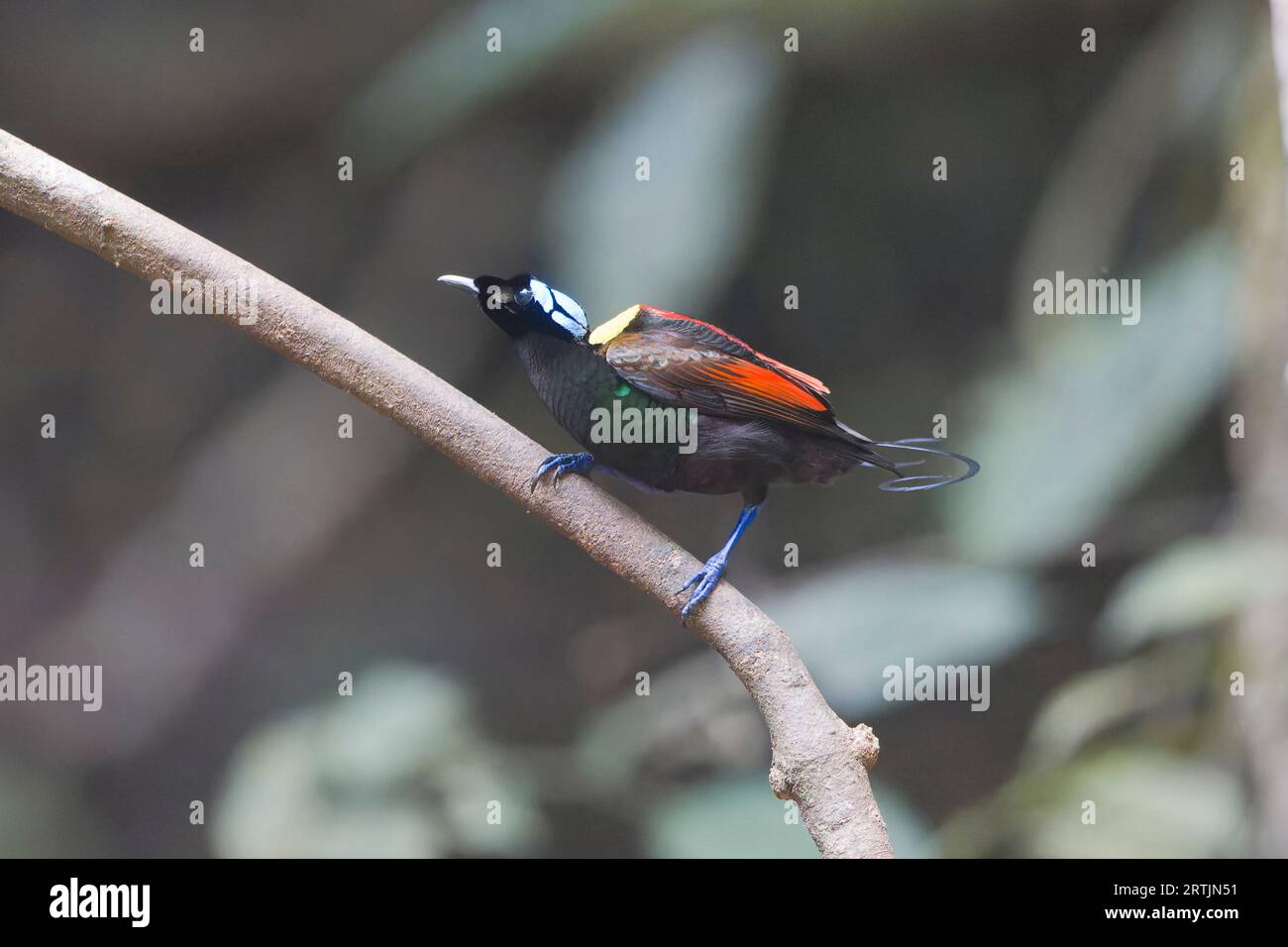 Wilsons Paradiesvogel zeigt Raja Ampat West Papua Indonesia Stockfoto