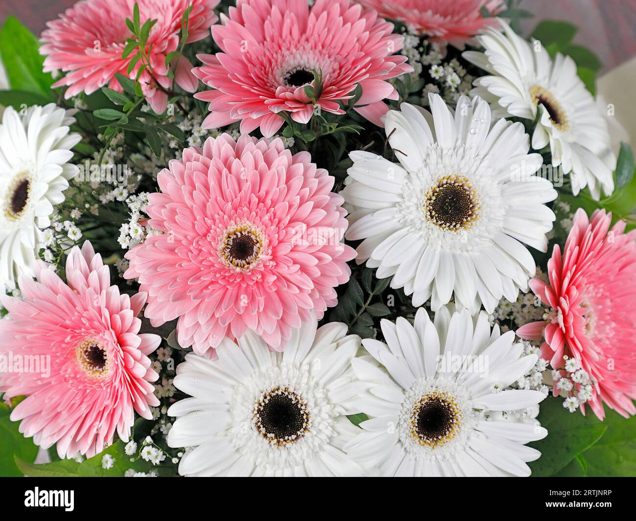 Ein herrlicher Blumenstrauß frischer weißer und rosa Gerberas in einer Vase Stockfoto