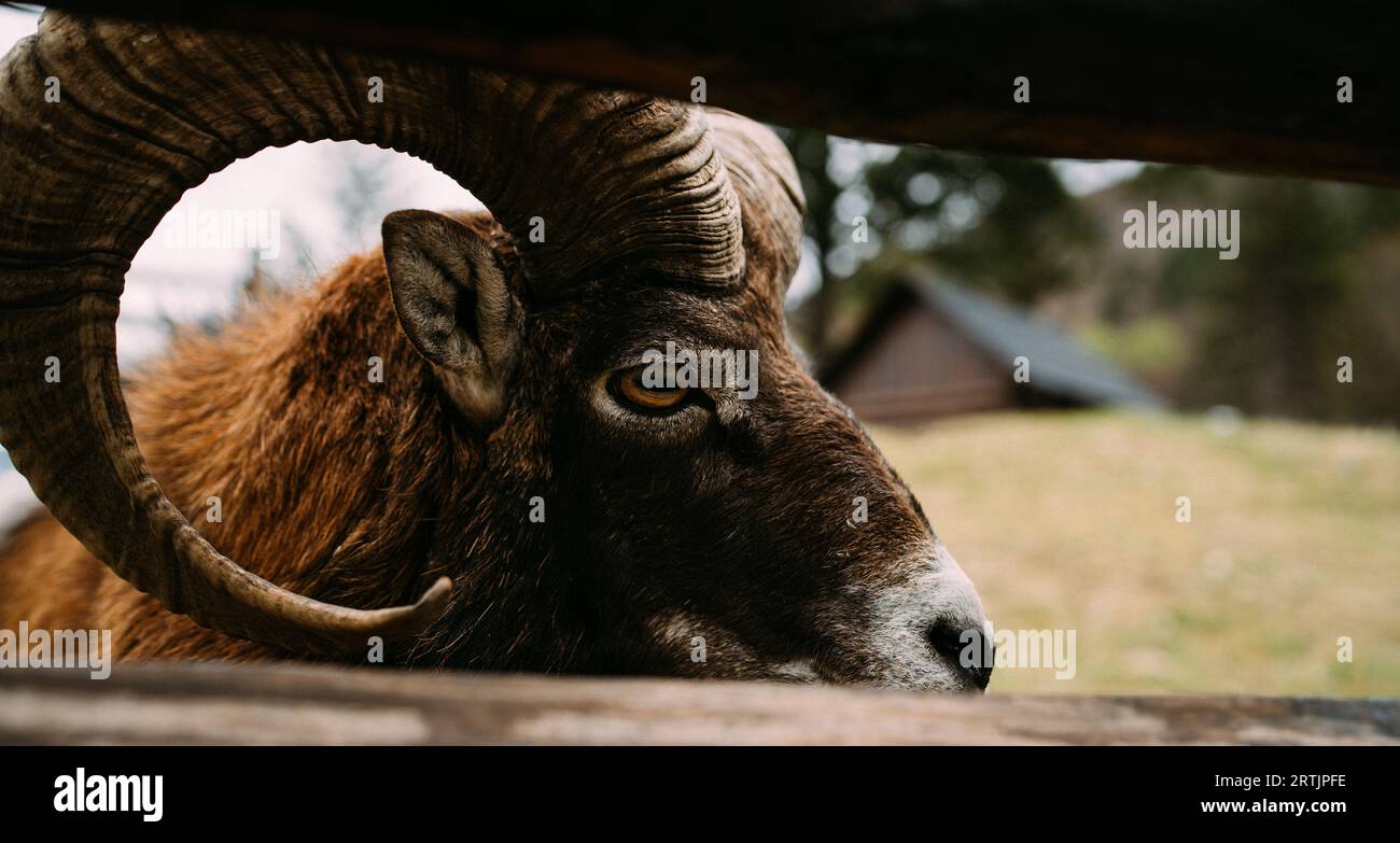 Nahaufnahme eines großen Horngebirges im ländlichen Bauernhof Paddock. Konzeptfoto Wildtiere und Agrarindustrie. Stockfoto