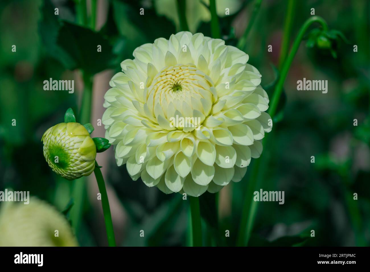 dahlienblüten mit floralem Hintergrund an einem sonnigen Tag Stockfoto