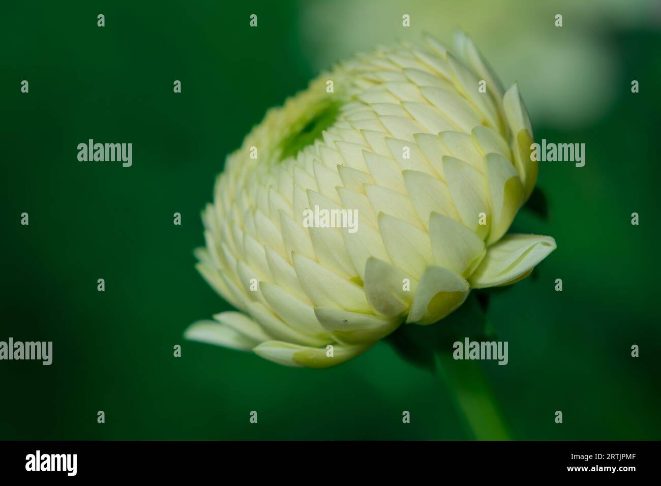 dahlienblüten mit floralem Hintergrund an einem sonnigen Tag Stockfoto
