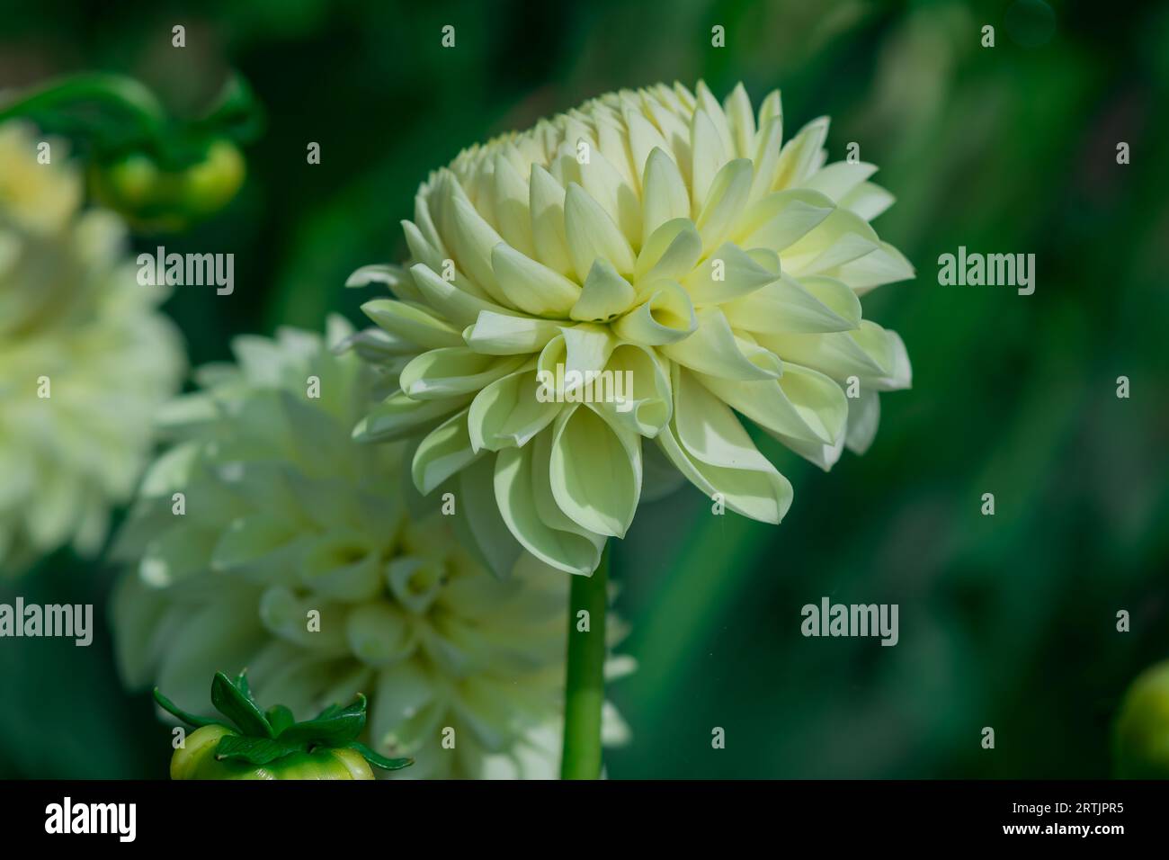 dahlienblüten mit floralem Hintergrund an einem sonnigen Tag Stockfoto