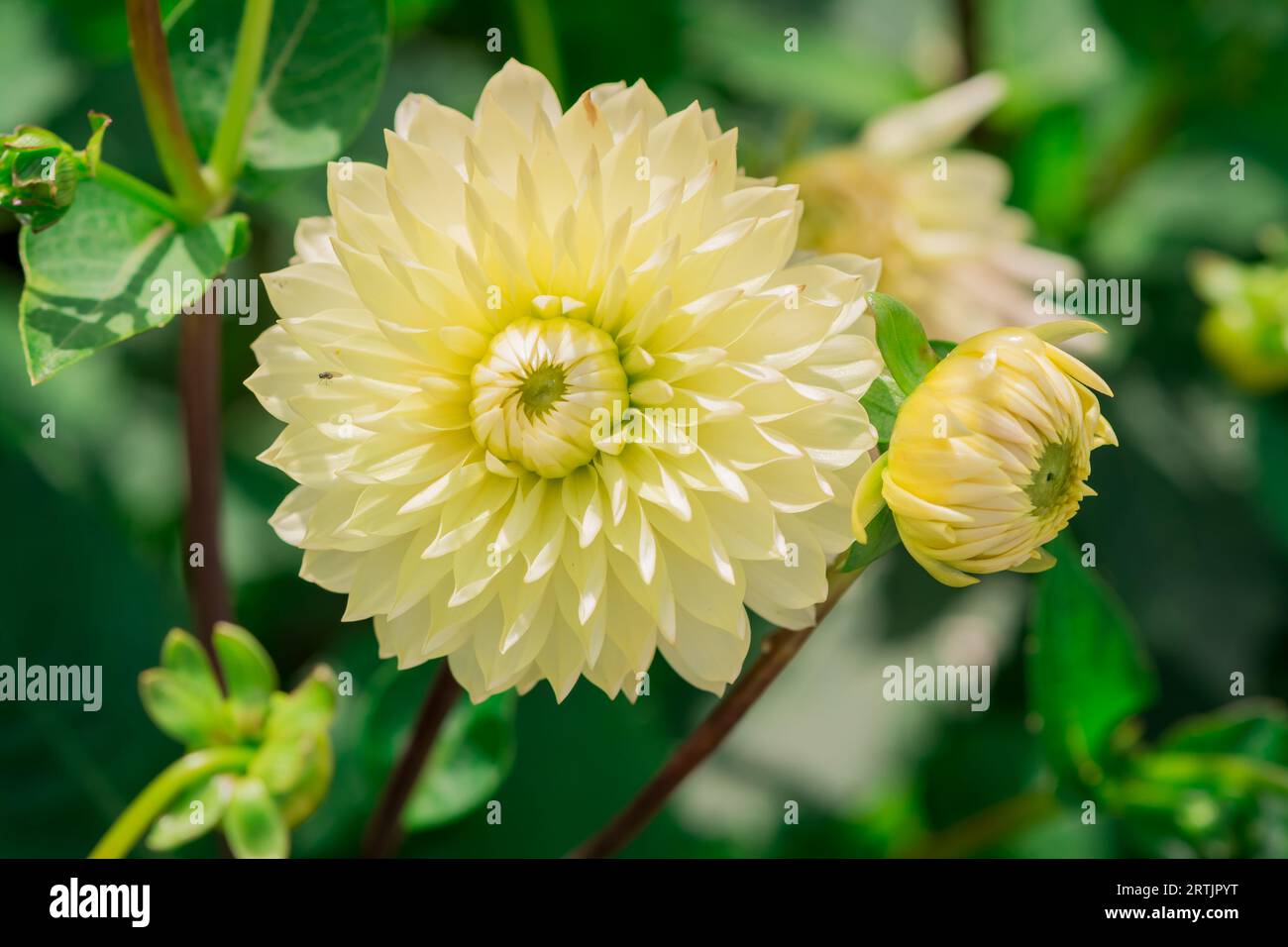 dahlienblüten mit floralem Hintergrund an einem sonnigen Tag Stockfoto