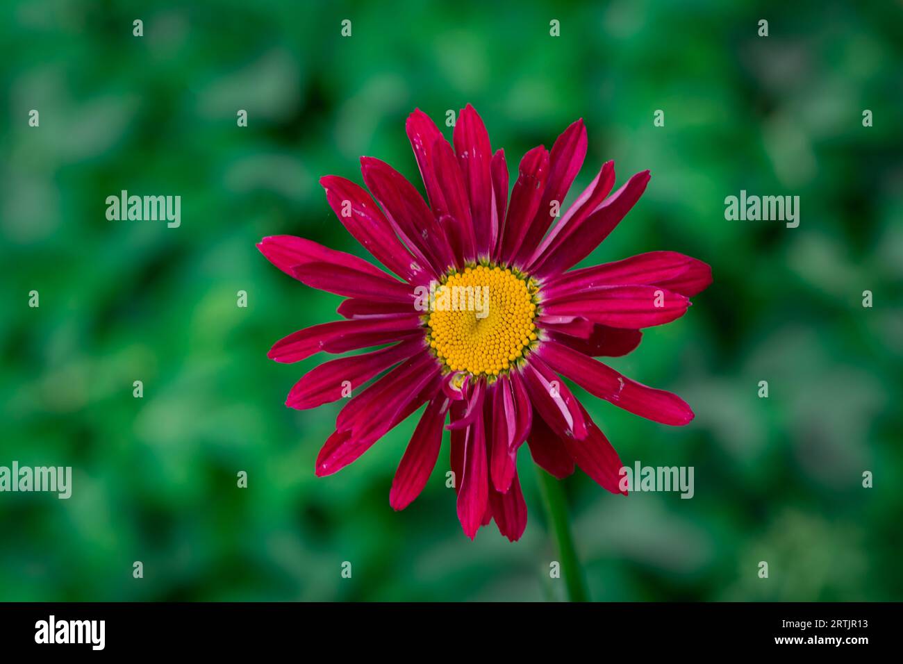 dahlienblüten mit floralem Hintergrund an einem sonnigen Tag Stockfoto