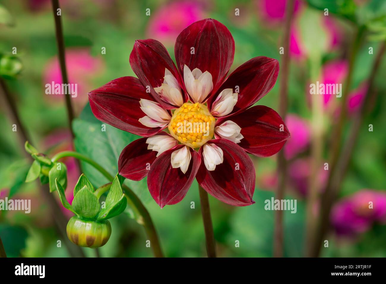 dahlienblüten mit floralem Hintergrund an einem sonnigen Tag Stockfoto