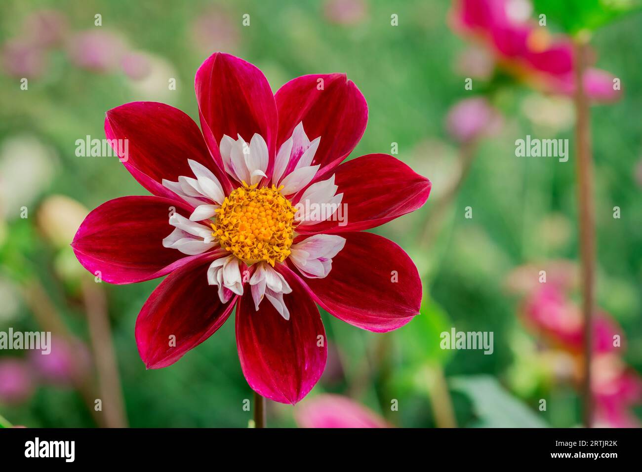 dahlienblüten mit floralem Hintergrund an einem sonnigen Tag Stockfoto